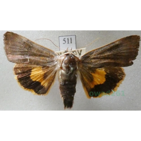 Noctua janthe (Borkhausen, 1792) Rolnica przepaska Czech51l